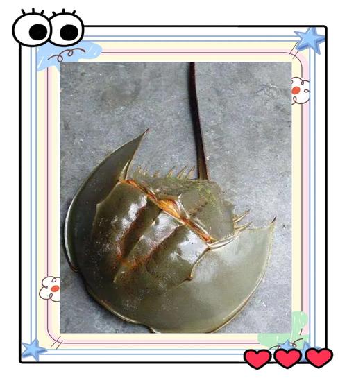 鱟是保育類嗎