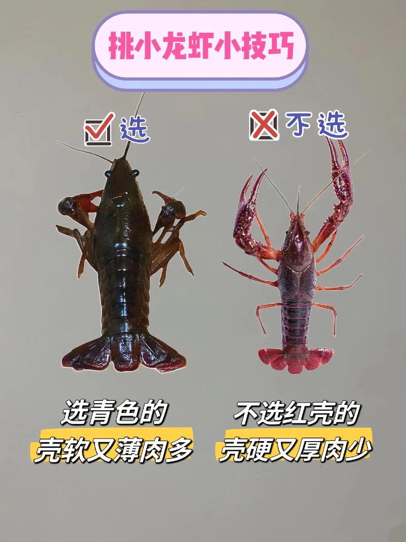 龍蝦為什麼叫龍蝦