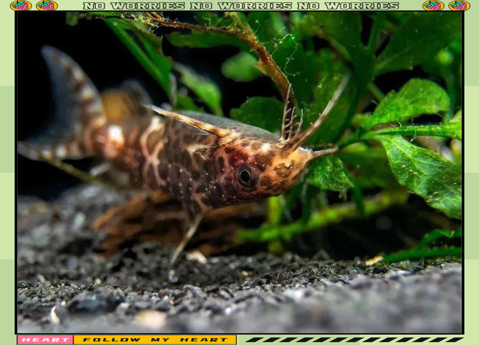 為什麼魚倒著游