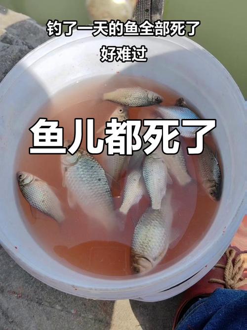魚幾天沒吃會死