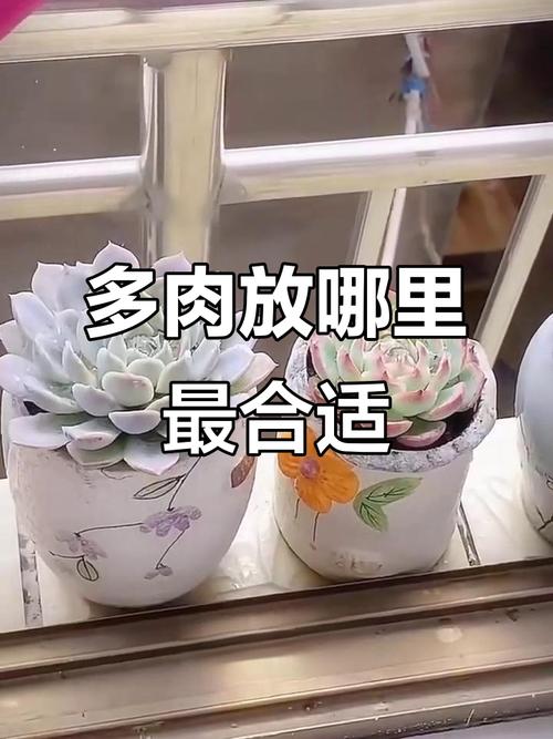 多肉植物可以放室內嗎