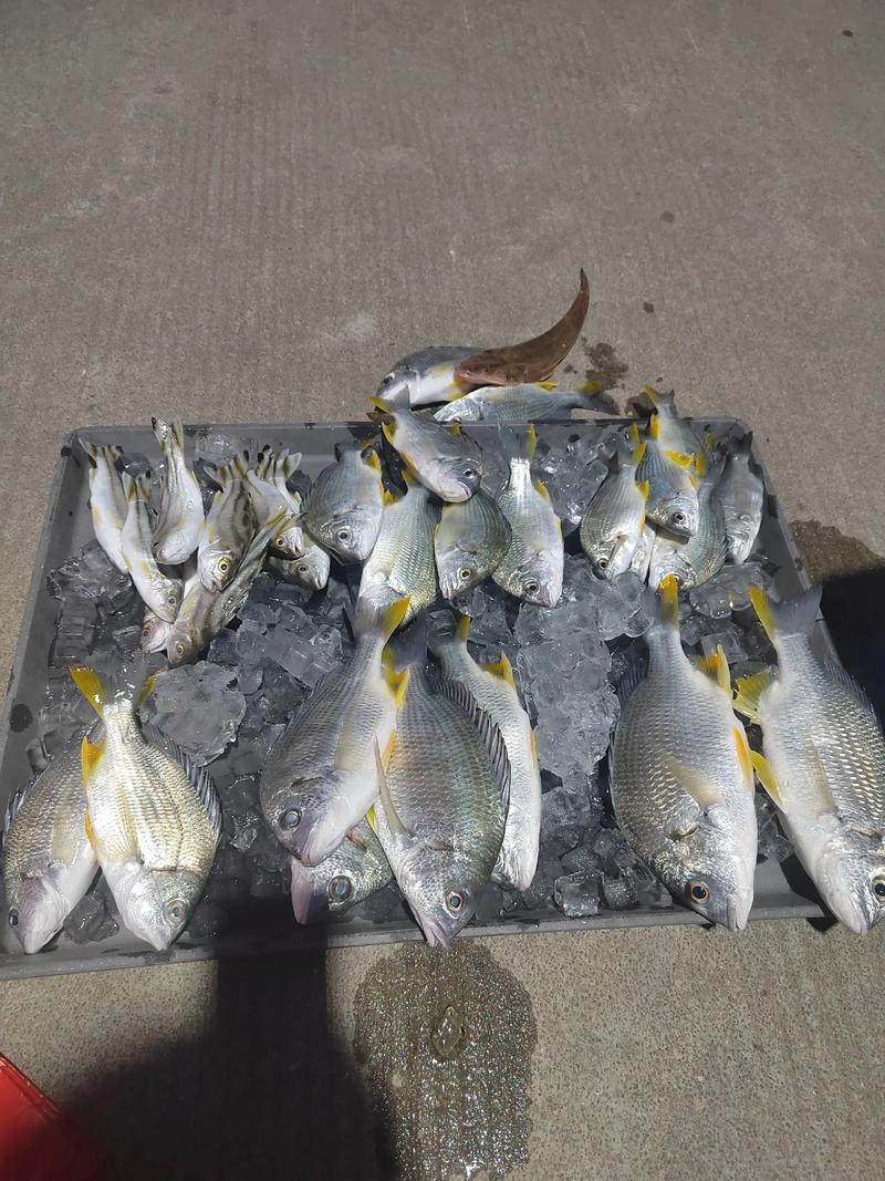 釣魚可以拿去賣嗎