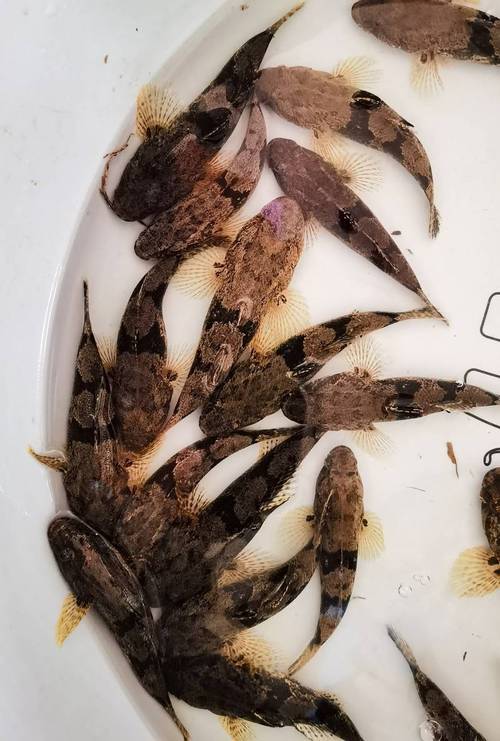 tilapia是吳郭魚嗎