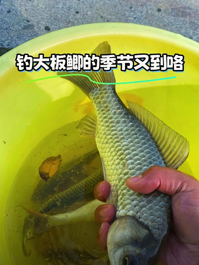 釣到的魚如何保存