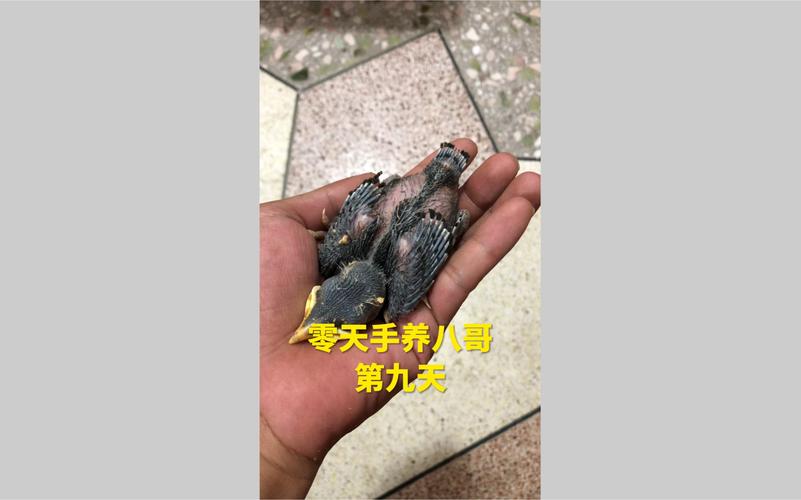 八哥多久長大