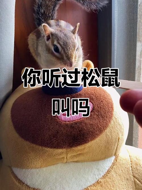 松鼠的叫聲是什麼