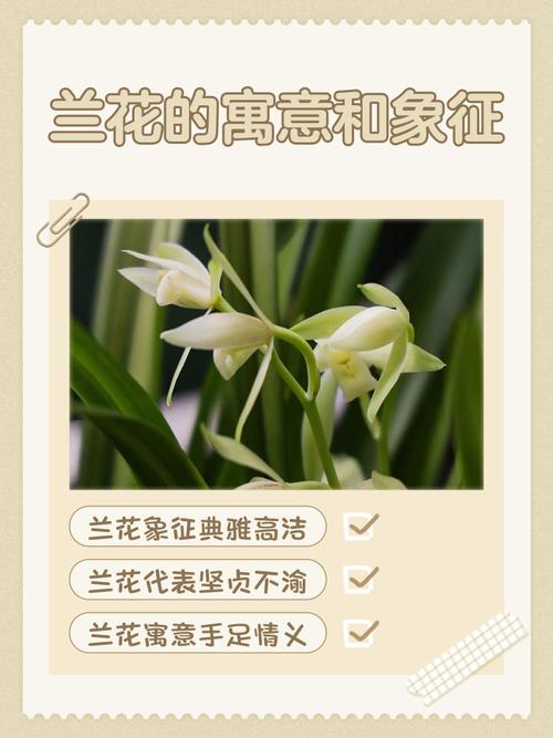 送蘭花意義