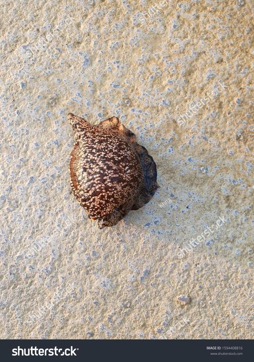 beach worm是什麼