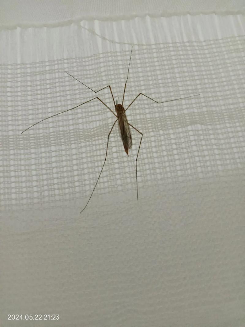 海拔1000公尺有蚊子嗎