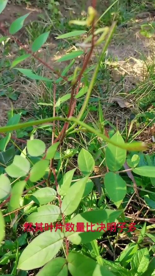 望江南是決明子嗎?深入解析這兩種藥草的異同、應用與選購指南 1 望江南是決明子嗎