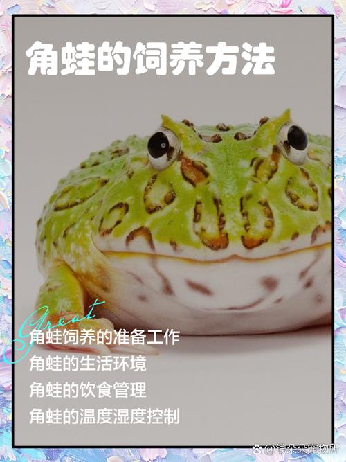 怎麼養角蛙