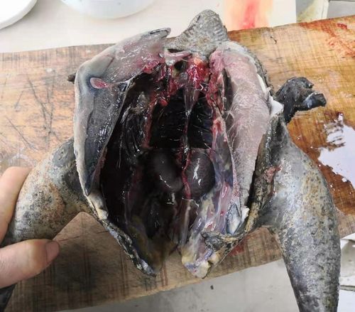烏骨雞的骨頭為什麼是黑的
