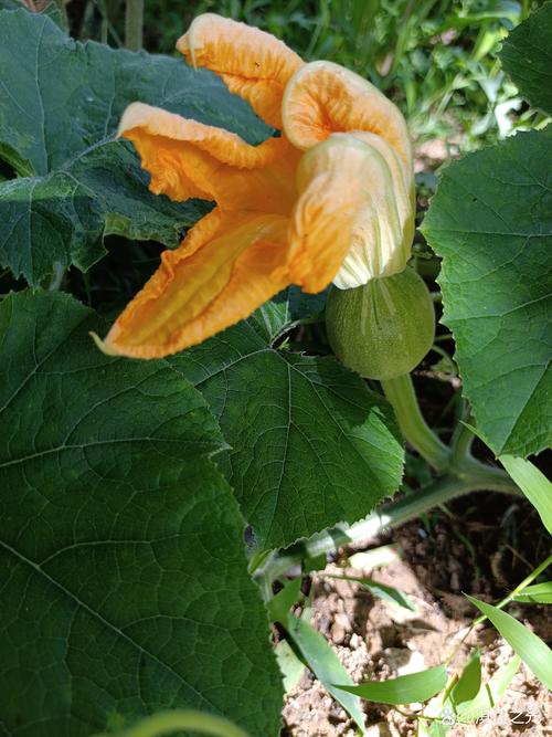 為何 南瓜 開花 不 結果