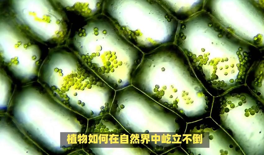 誰沒有細胞壁