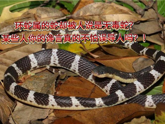 什麼人不能吃蛇