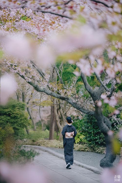 何時會有櫻花雨?從花開到漫舞,掌握浪漫最佳時機! 1 何時會有櫻花雨