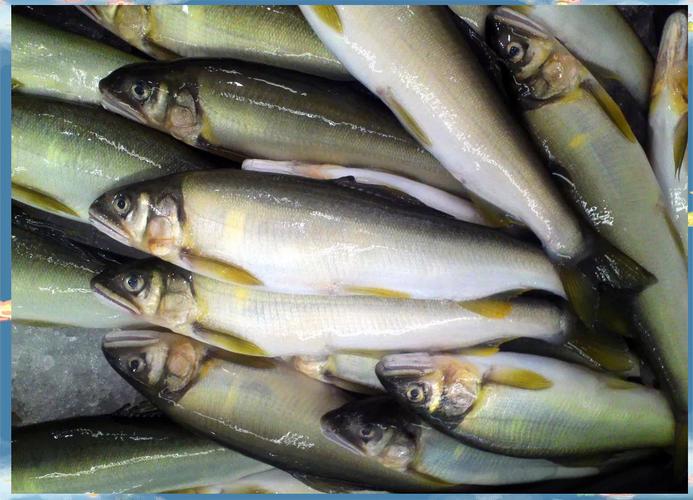 香魚大陸叫什麼