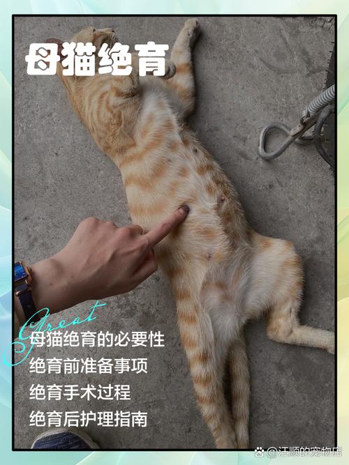 幫貓結紮 多少錢