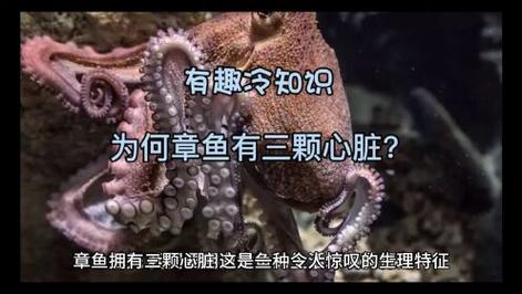章魚有幾個心臟?深入解析海洋智者獨特的循環奧秘 3 章魚有幾個心臟