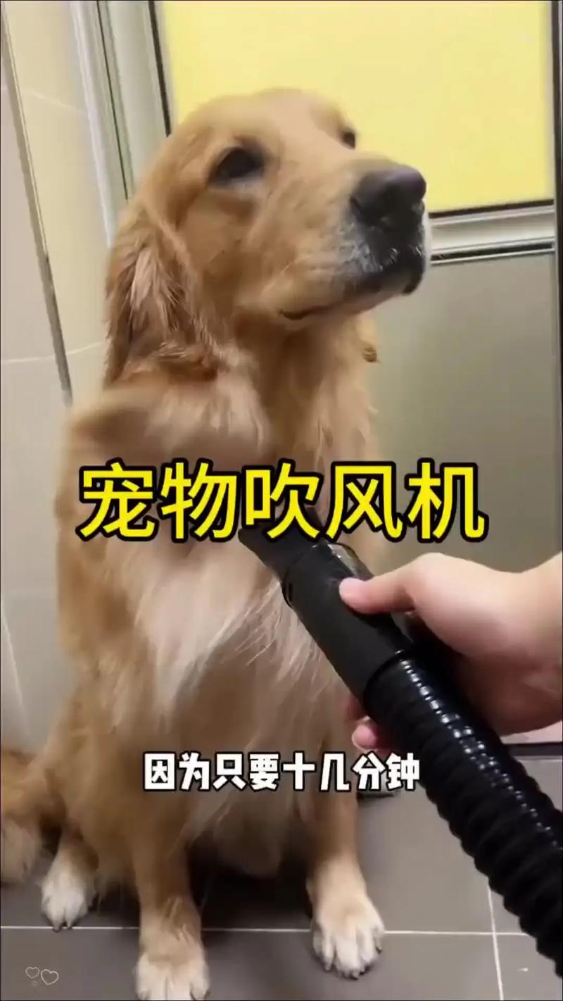 狗可以吹電風扇嗎