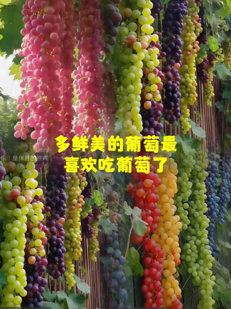 為什麼吃葡萄不吐葡萄皮