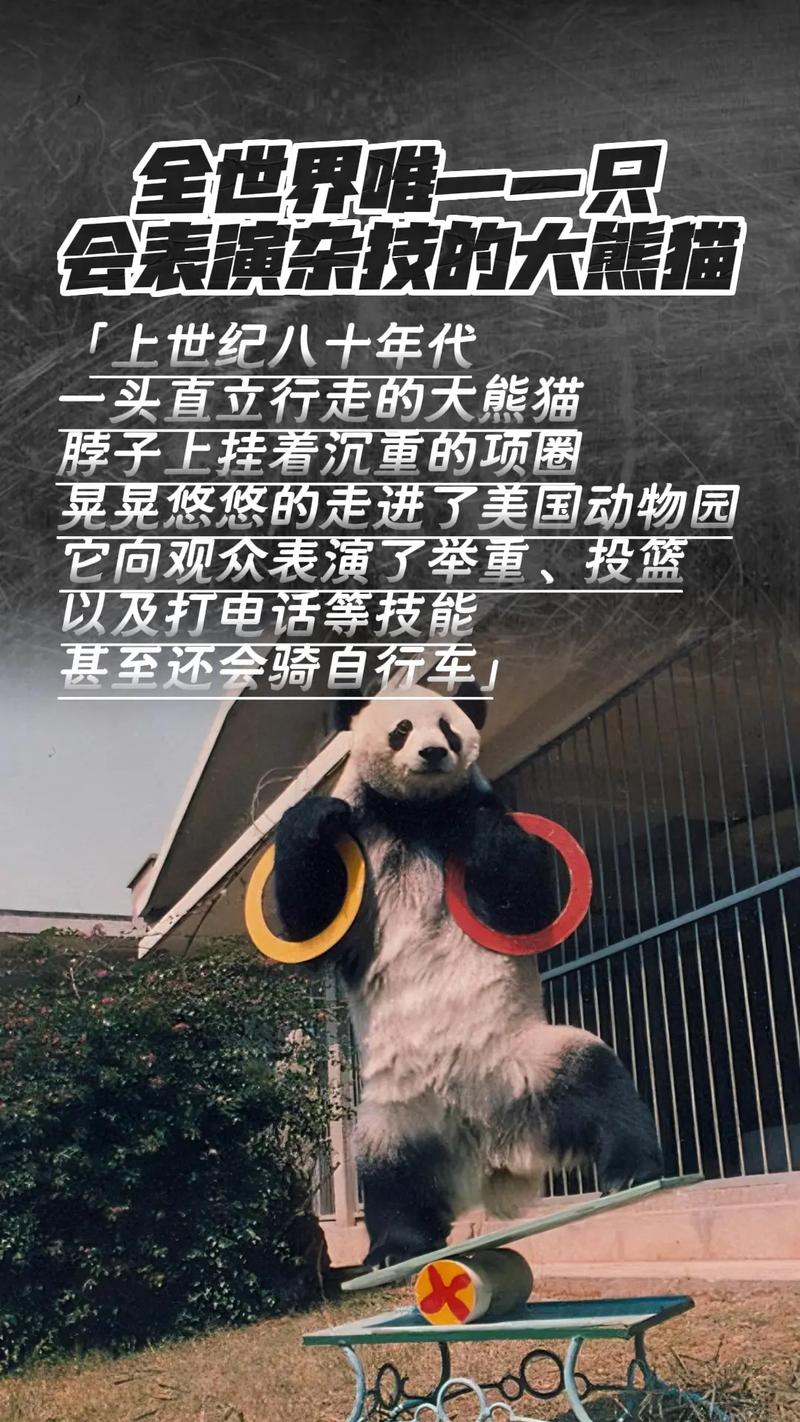 熊貓為什麼翻滾