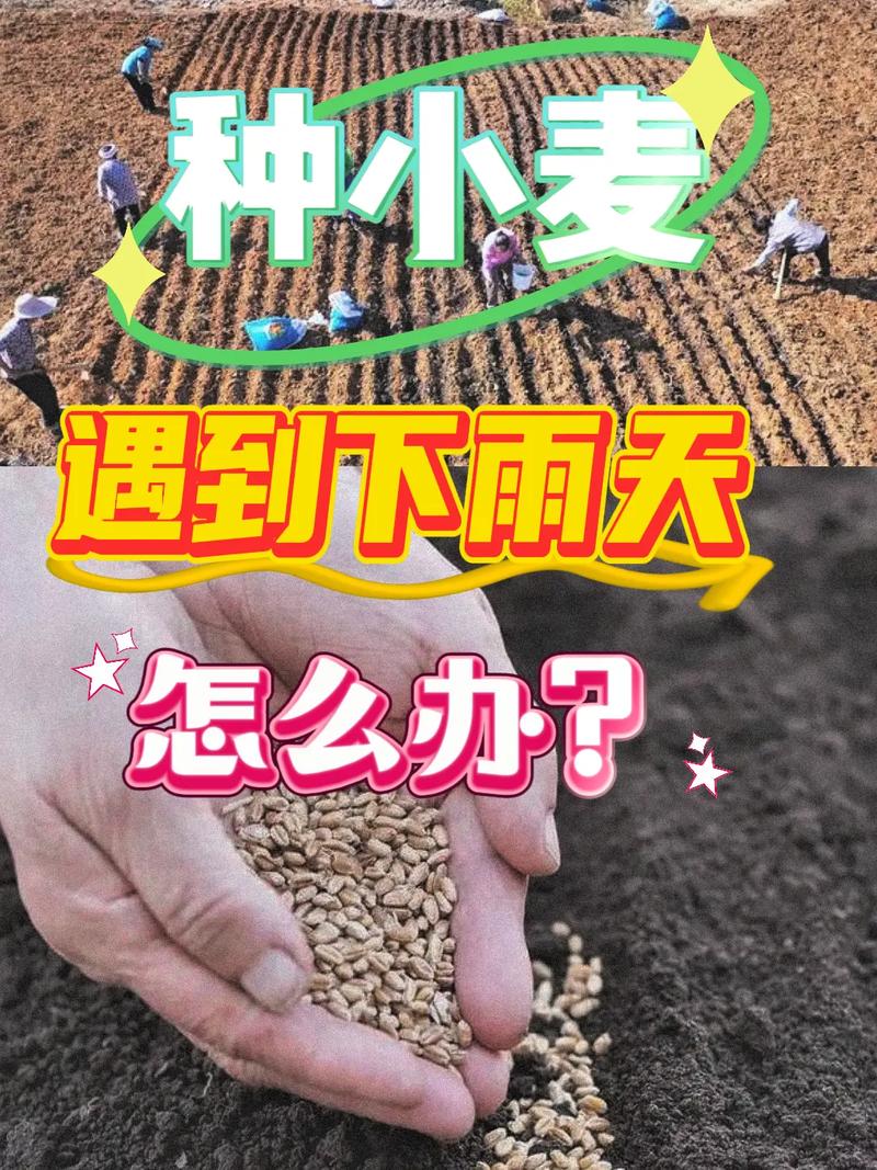 下雨天可以施肥嗎