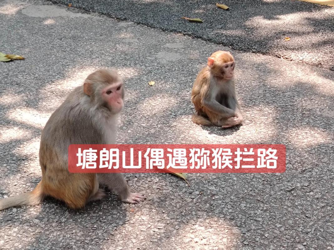 為什麼在野外遇到台灣獼猴不可以靠近及餵食