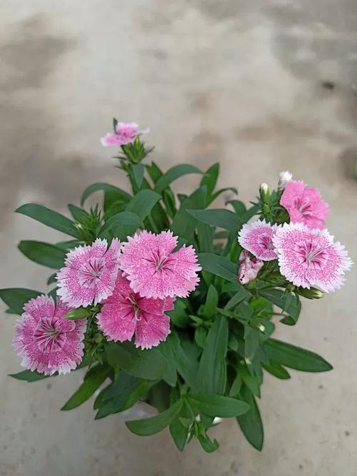 五彩石竹怎麼照顧?新手到高手都適用的五彩石竹養護指南與專業技巧 1 五彩石竹怎麼照顧