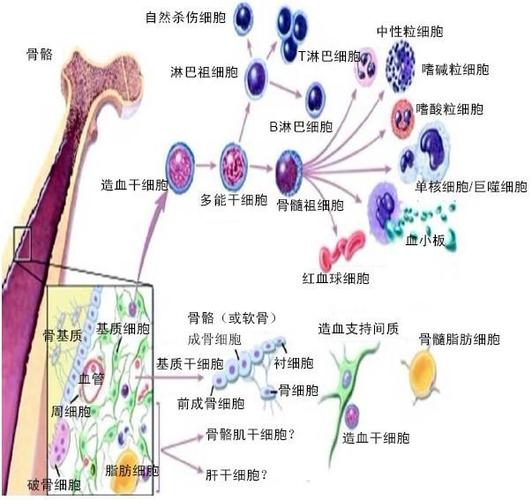 什麼是細胞間質