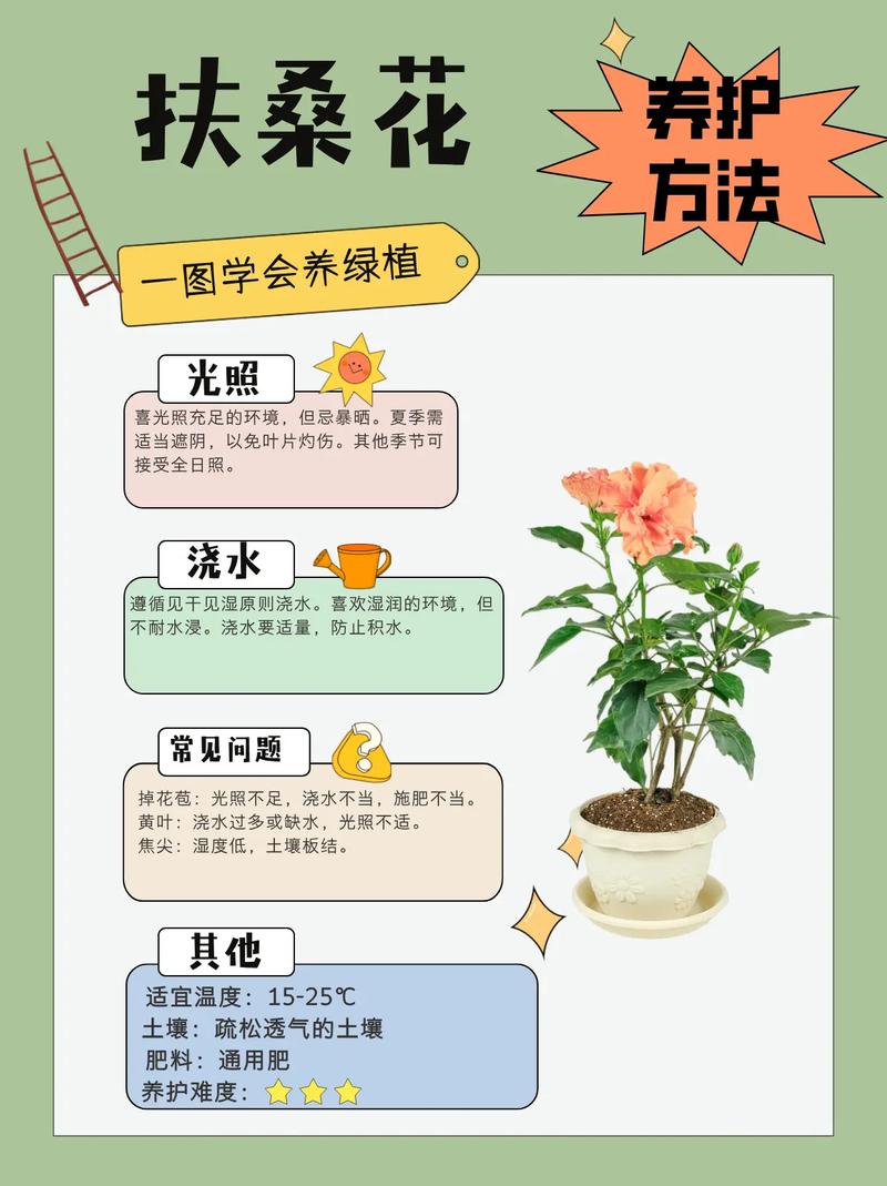 朱槿怎麼照顧