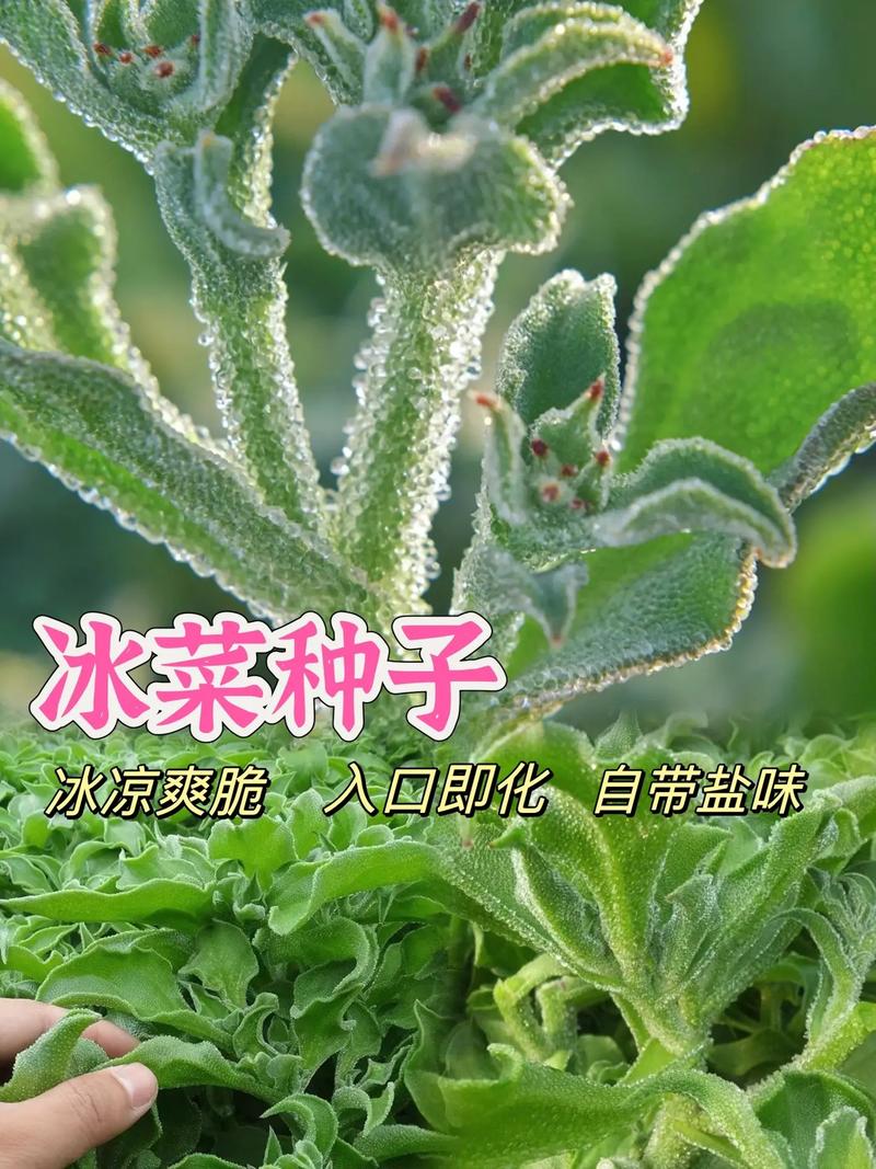 冰菜 寒嗎