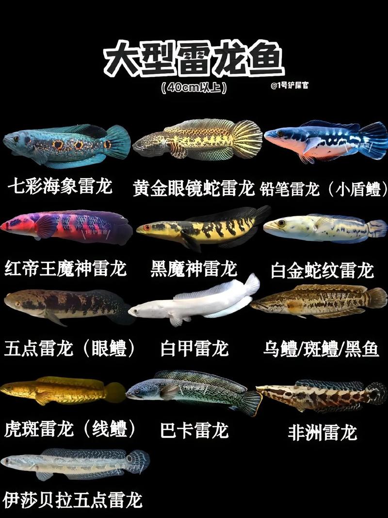 雷龍吃什麼ark