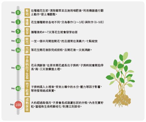 怎麼判斷花生有黃麴毒素