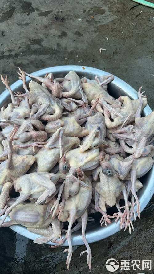 鴿子肉哪裡買