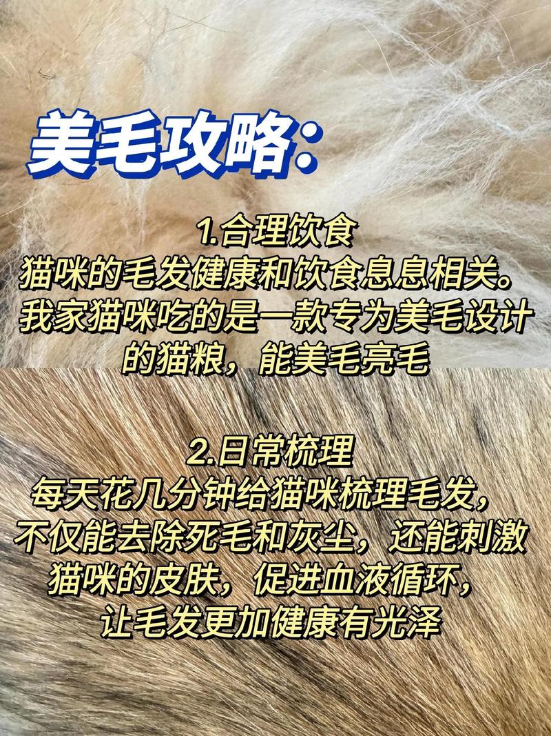 家裡都是貓毛怎麼辦