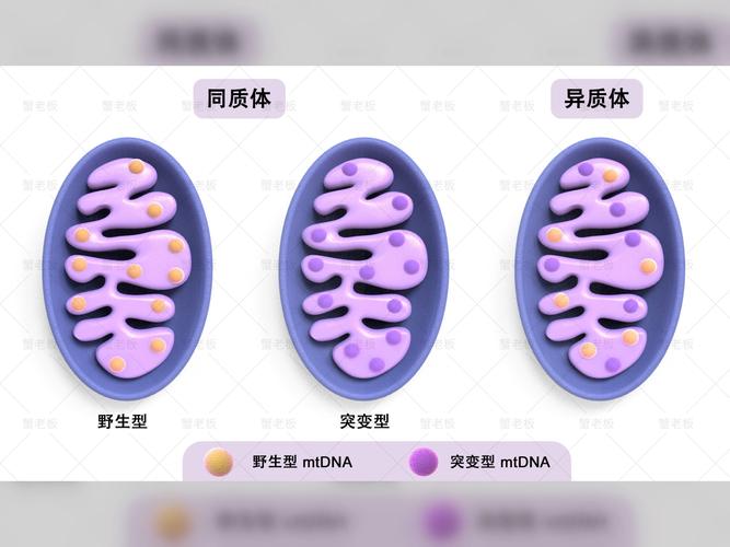 粒線體的DNA在哪