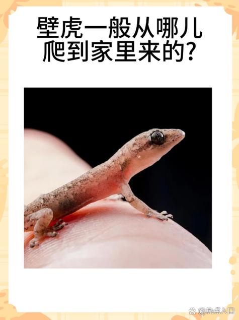 為什麼台北的壁虎不會叫
