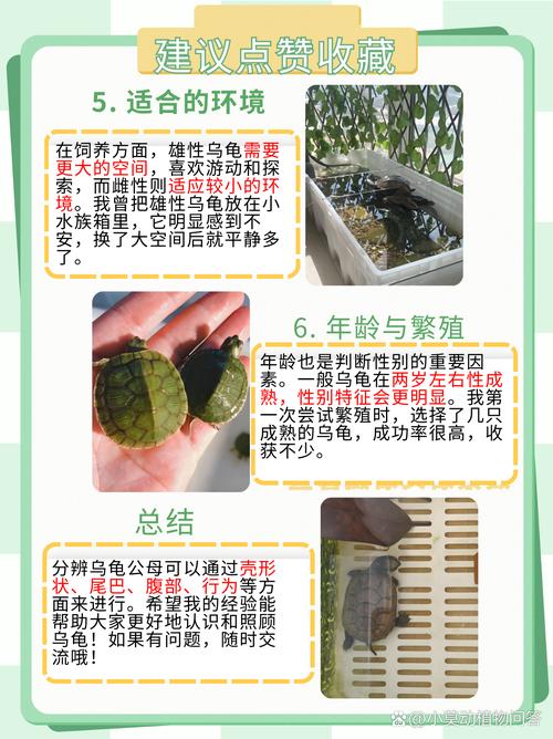 山烏龜如何分公母
