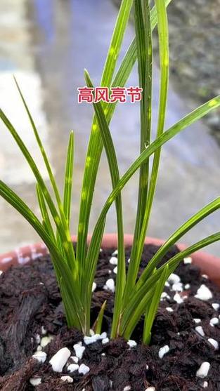 高風亮節代表什麼植物