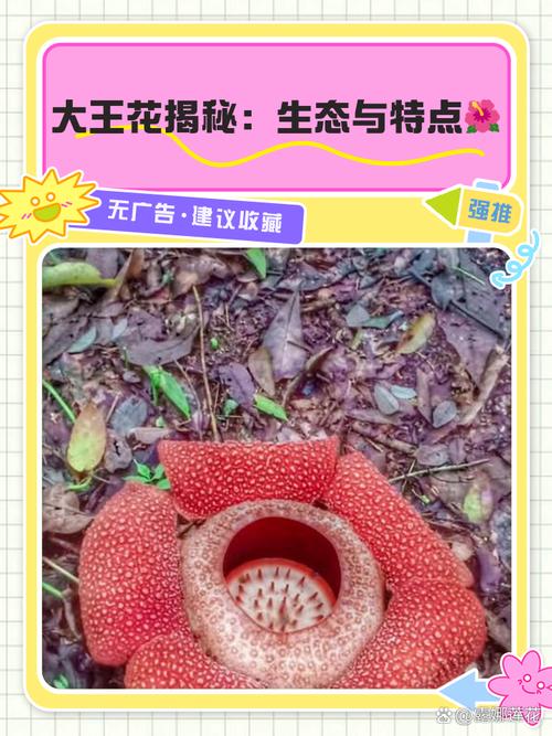 大王花 幾月開花