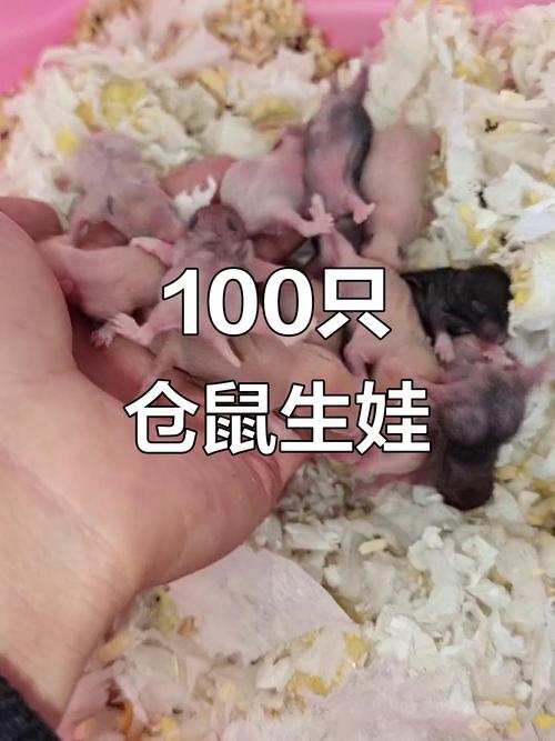 倉鼠一次生幾隻