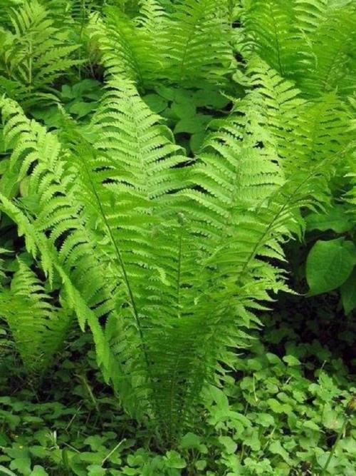 蕨類圖片:探索台灣蕨類植物的奧秘與鑑賞指南 1 蕨類圖片