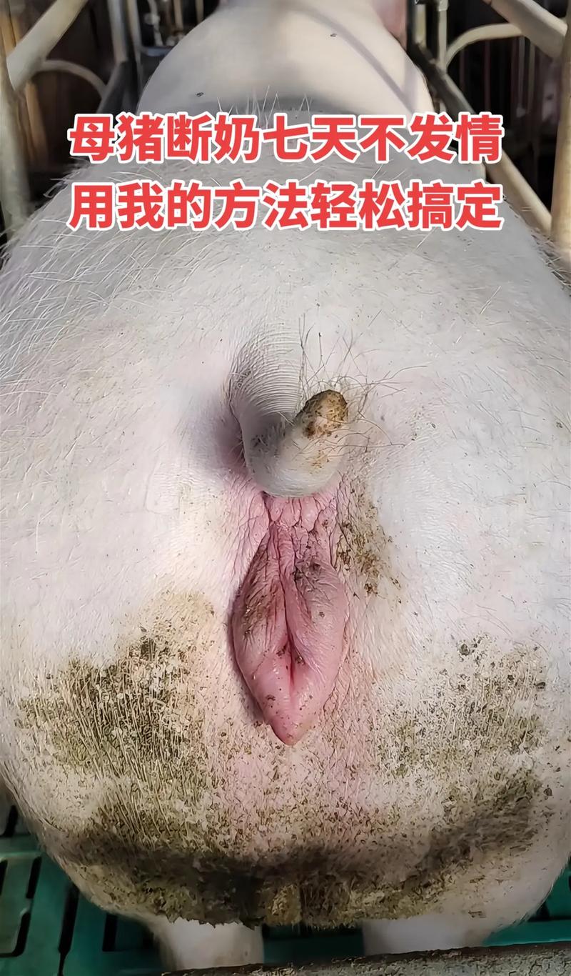 母豬可以生幾次:解析母豬的繁殖週期、胎次與終生生產力 3 母豬可以生幾次