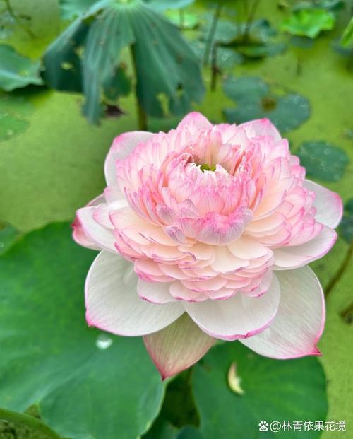 蓮花花瓣可以吃嗎
