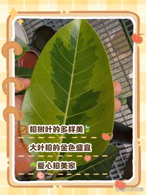 榕樹的葉子長怎樣