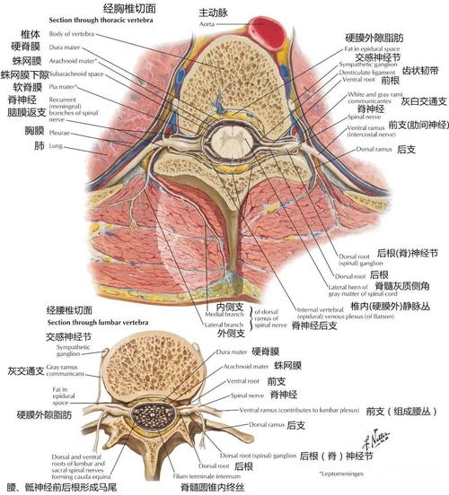 椎前神經節有哪些