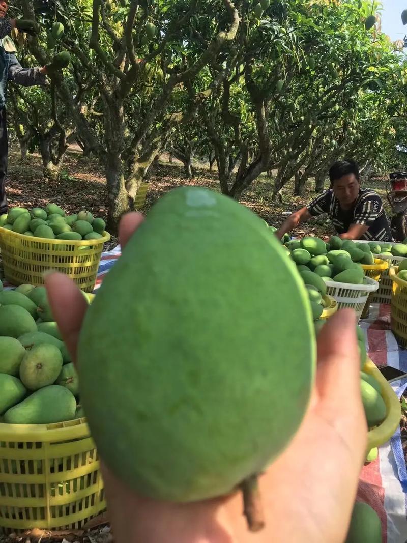 土芒果好吃嗎