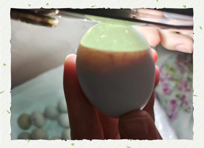 受精過的雞蛋小白點會發育成什麼