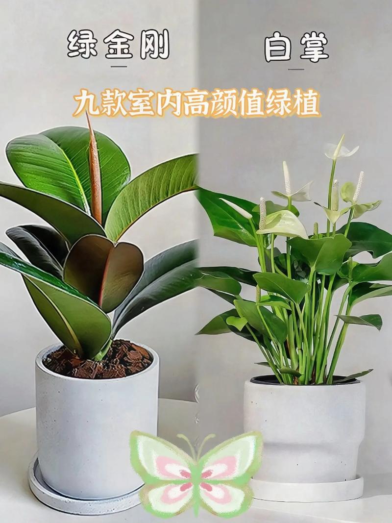 室內植物有哪些